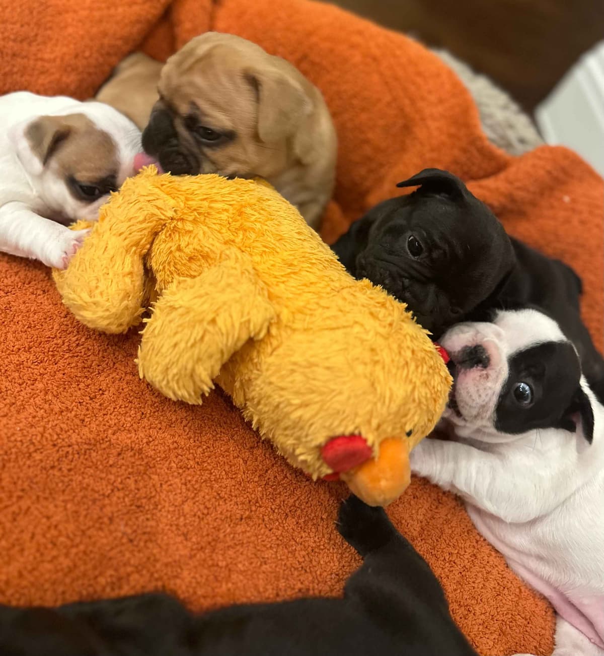 Wolfe Ridge Frenchies - Located in Rockwall - Pups Ready on 6/28/26 breeder image 6