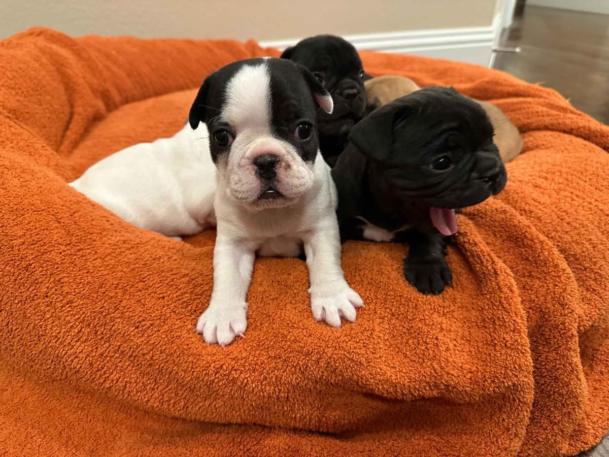 Wolfe Ridge Frenchies - Located in Rockwall - Pups Ready on 6/28/26 breeder image 8