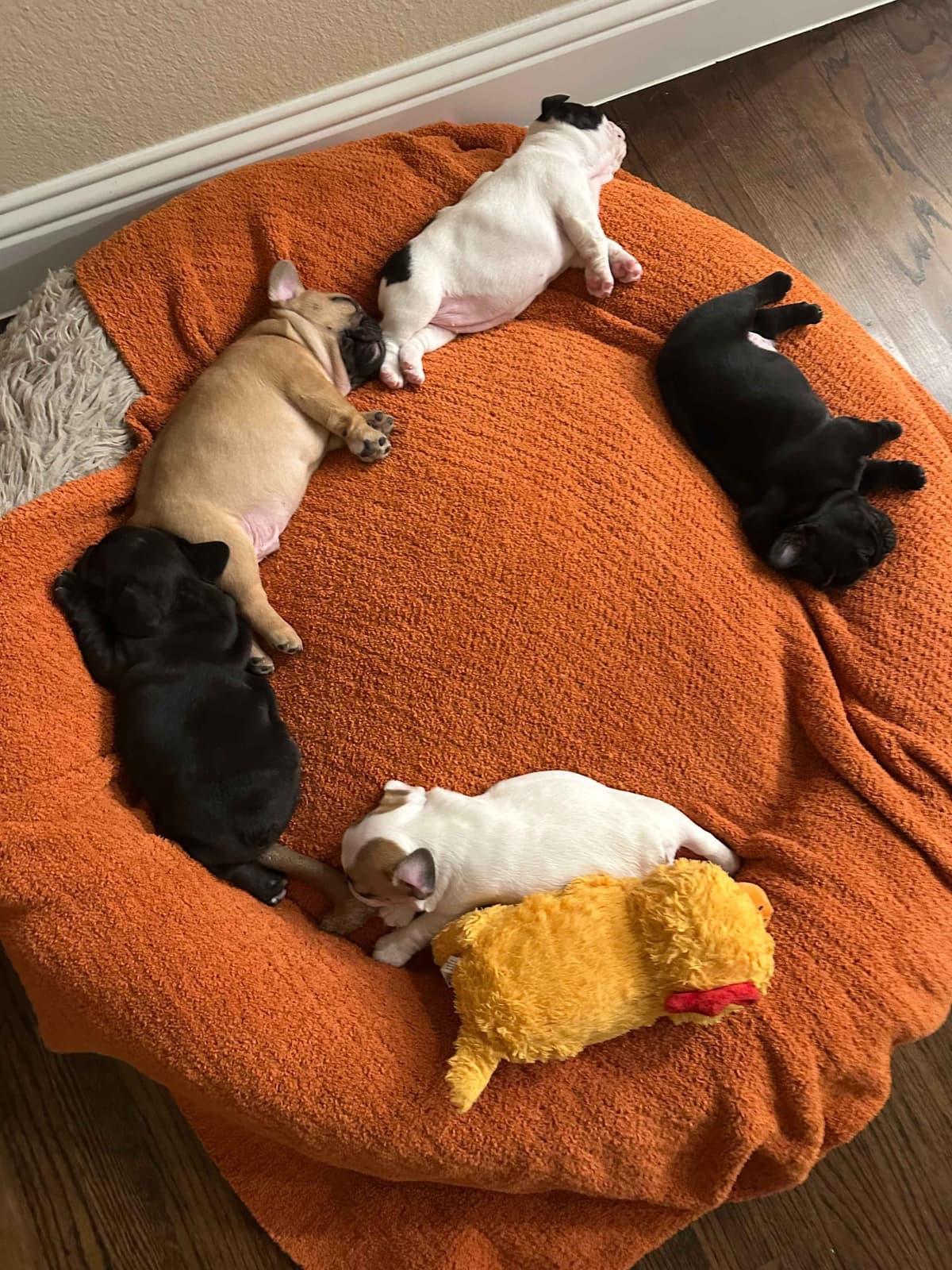 Wolfe Ridge Frenchies - Located in Rockwall - Pups Ready on 6/28/26 breeder image 9