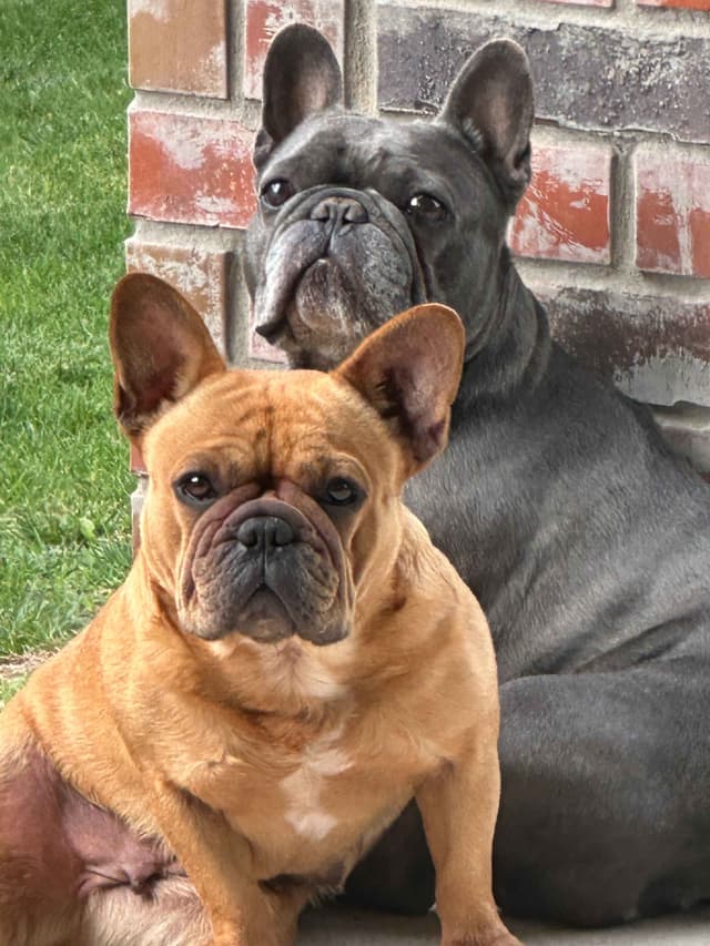 Wolfe Ridge Frenchies - Located in Rockwall - Pups Ready on 6/28/26 media 11