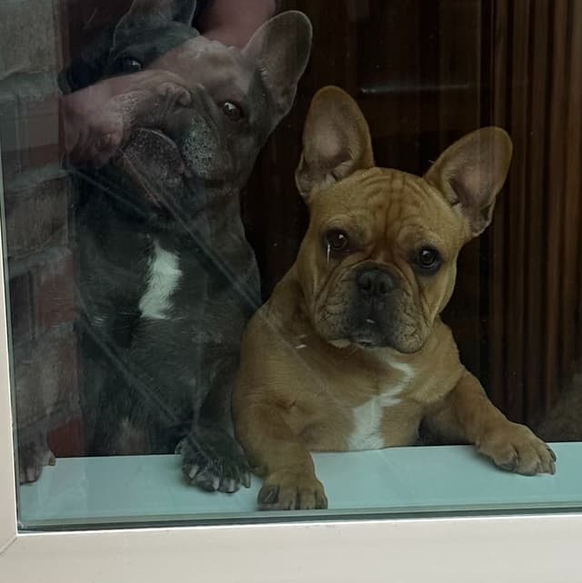 Wolfe Ridge Frenchies - Located in Rockwall - Pups Ready on 6/28/26 media 12