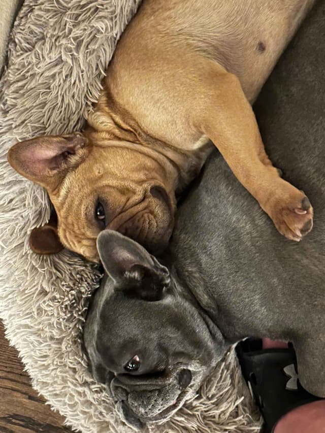 Wolfe Ridge Frenchies - Located in Rockwall - Pups Ready on 6/28/26 media 13