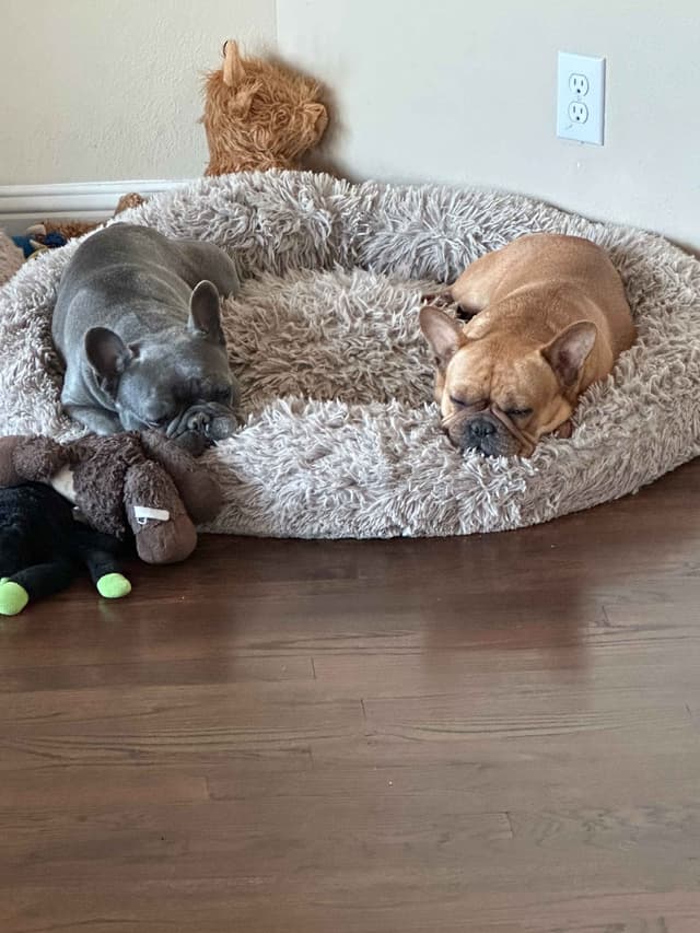 Wolfe Ridge Frenchies - Located in Rockwall - Pups Ready on 6/28/26 media 14