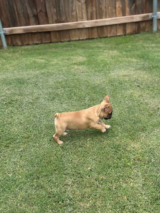 Wolfe Ridge Frenchies - Located in Rockwall - Pups Ready on 6/28/26 media 4