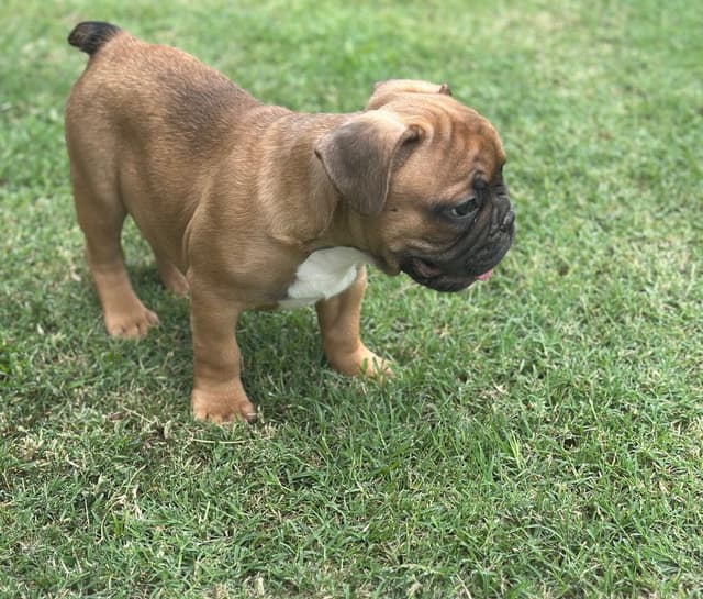 Wolfe Ridge Frenchies - Located in Rockwall - Pups Ready on 6/28/26 media 6