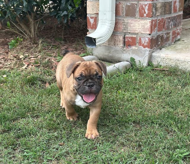 Wolfe Ridge Frenchies - Located in Rockwall - Pups Ready on 6/28/26 media 8