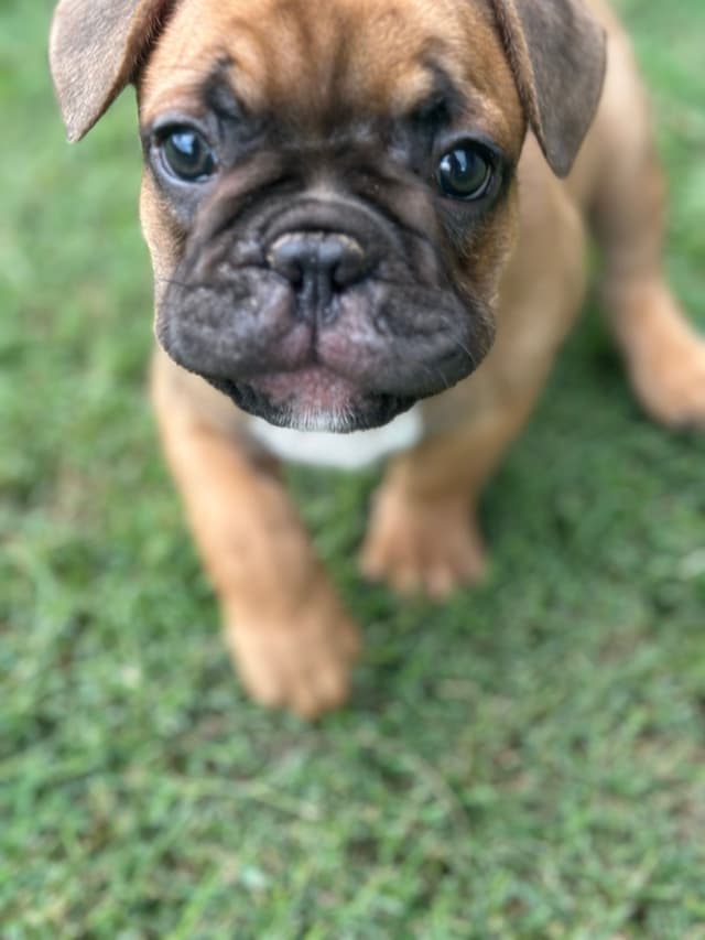 Wolfe Ridge Frenchies - Located in Rockwall - Pups Ready on 6/28/26 media 9