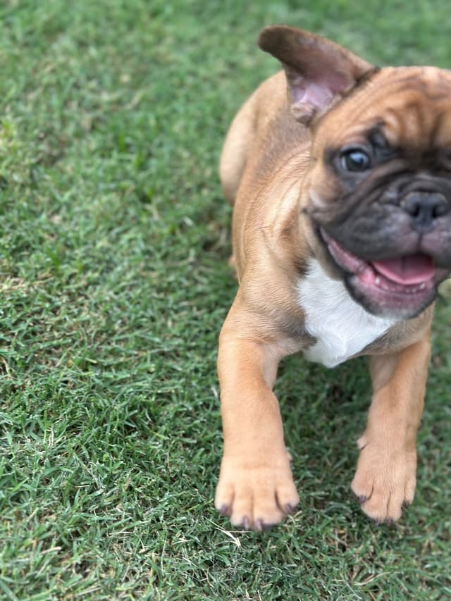 Wolfe Ridge Frenchies - Located in Rockwall - Pups Ready on 6/28/26 media 10