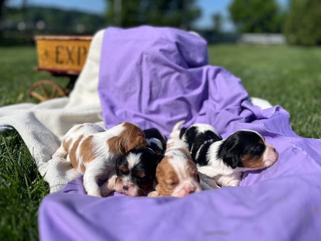 Beautiful 🐾Cavalier King Charles Spaniel Puppies❤️Text  717-929-8593 media 22