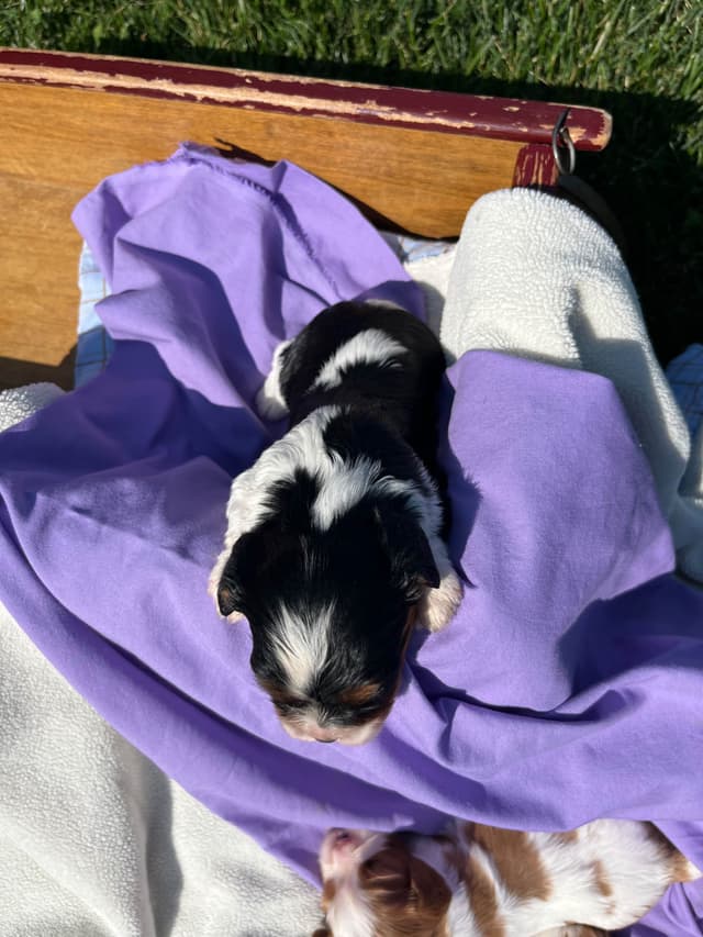 Beautiful 🐾Cavalier King Charles Spaniel Puppies❤️Text  717-929-8593 media 15