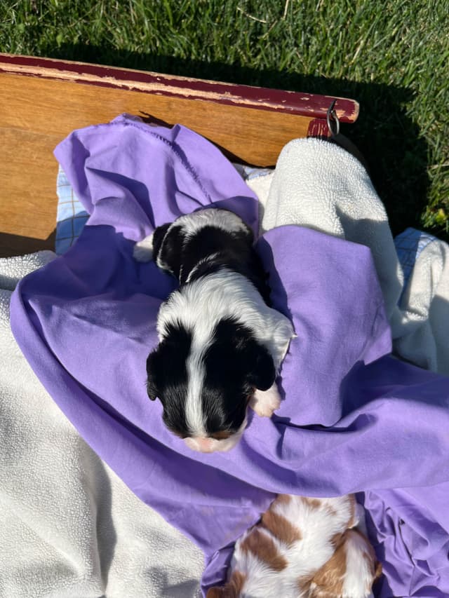 Beautiful 🐾Cavalier King Charles Spaniel Puppies❤️Text  717-929-8593 media 17