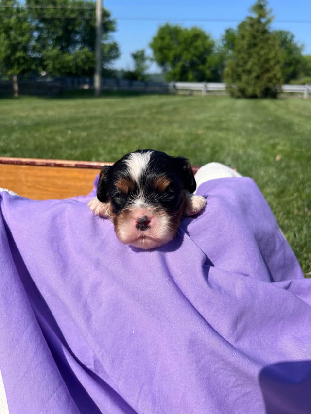 Beautiful 🐾Cavalier King Charles Spaniel Puppies❤️Text  717-929-8593 media 14