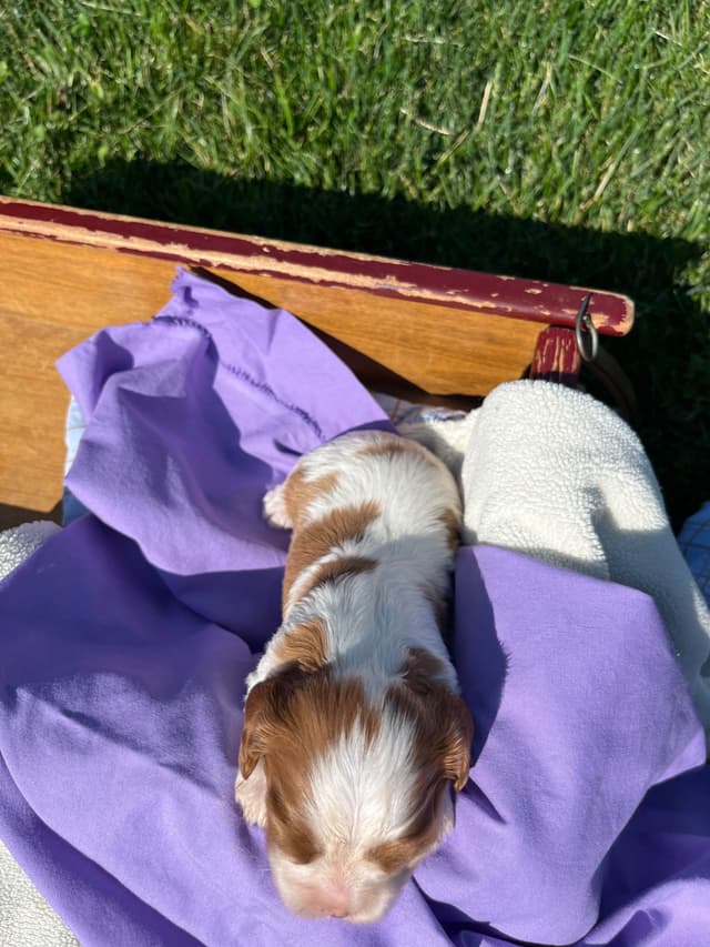 Beautiful 🐾Cavalier King Charles Spaniel Puppies❤️Text  717-929-8593 media 19