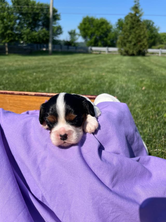 Beautiful 🐾Cavalier King Charles Spaniel Puppies❤️Text  717-929-8593 media 16