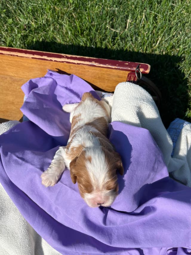 Beautiful 🐾Cavalier King Charles Spaniel Puppies❤️Text  717-929-8593 media 21