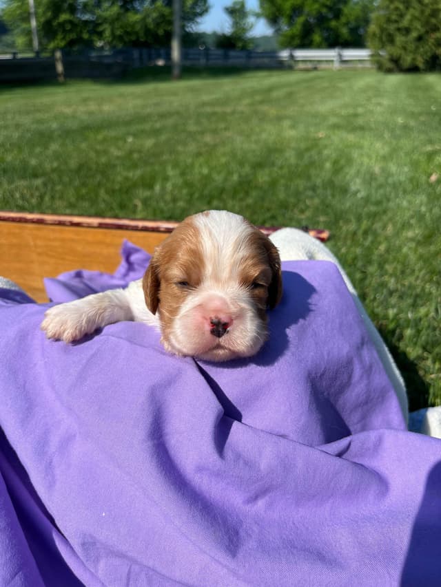 Beautiful 🐾Cavalier King Charles Spaniel Puppies❤️Text  717-929-8593 media 20