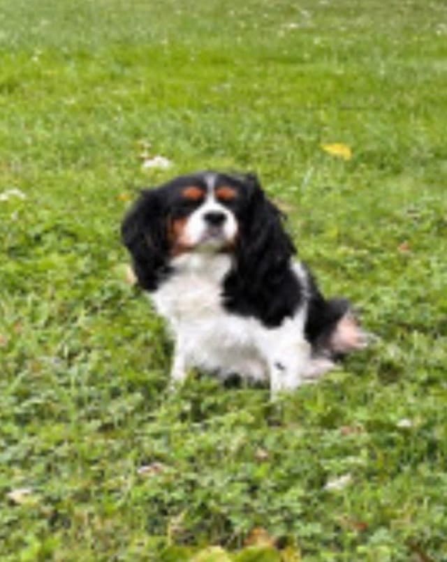 Beautiful 🐾Cavalier King Charles Spaniel Puppies❤️Text  717-929-8593 media 13