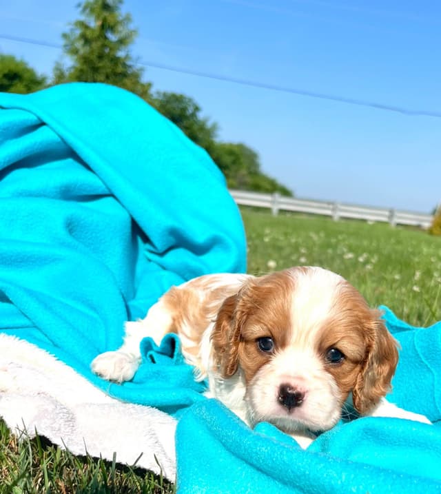 Beautiful 🐾Cavalier King Charles Spaniel Puppies❤️Text  717-929-8593 media 11
