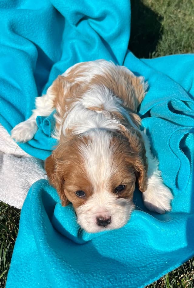 Beautiful 🐾Cavalier King Charles Spaniel Puppies❤️Text  717-929-8593 media 12