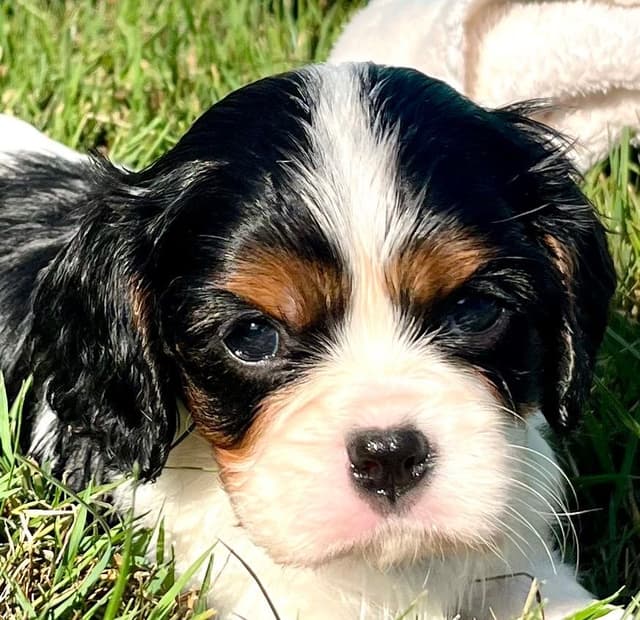Beautiful 🐾Cavalier King Charles Spaniel Puppies❤️Text  717-929-8593 media 6