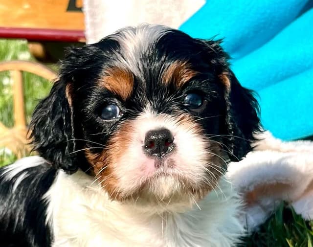 Beautiful 🐾Cavalier King Charles Spaniel Puppies❤️Text  717-929-8593 media 4