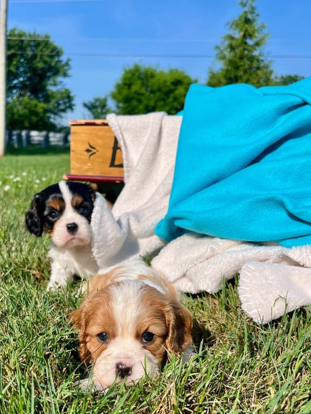 Beautiful 🐾Cavalier King Charles Spaniel Puppies❤️Text  717-929-8593 media 2