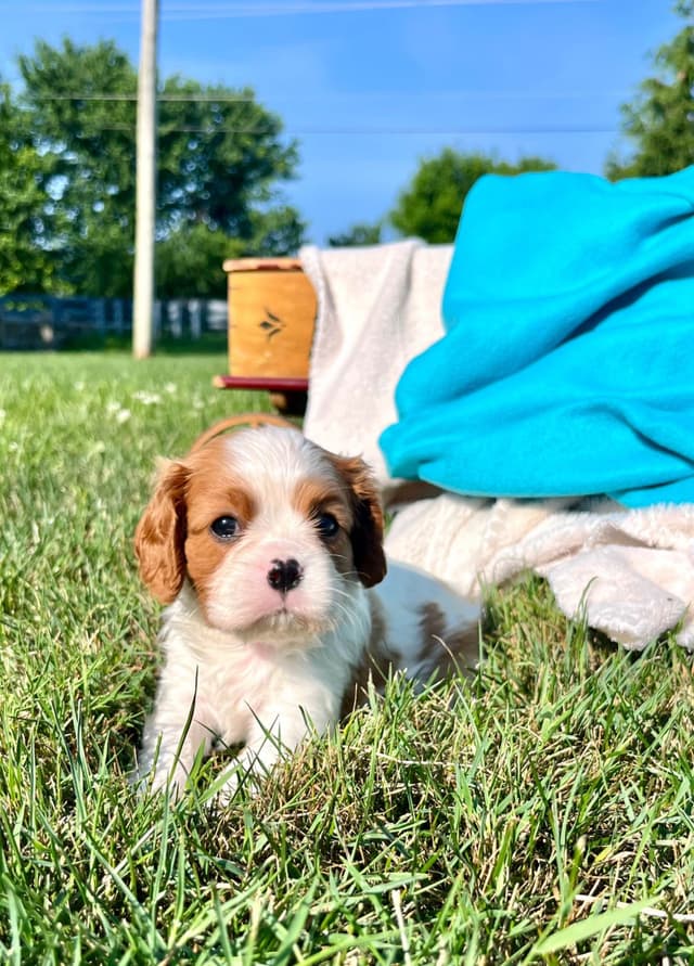 Beautiful 🐾Cavalier King Charles Spaniel Puppies❤️Text  717-929-8593 media 10