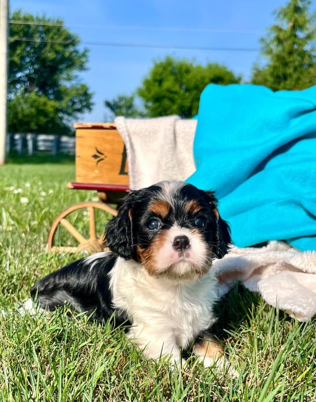 Beautiful 🐾Cavalier King Charles Spaniel Puppies❤️Text  717-929-8593 media 5