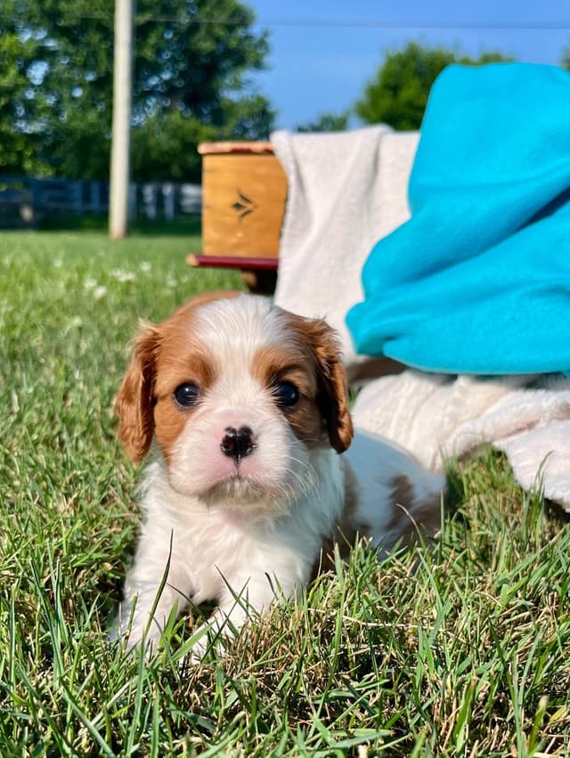 Beautiful 🐾Cavalier King Charles Spaniel Puppies❤️Text  717-929-8593 media 8