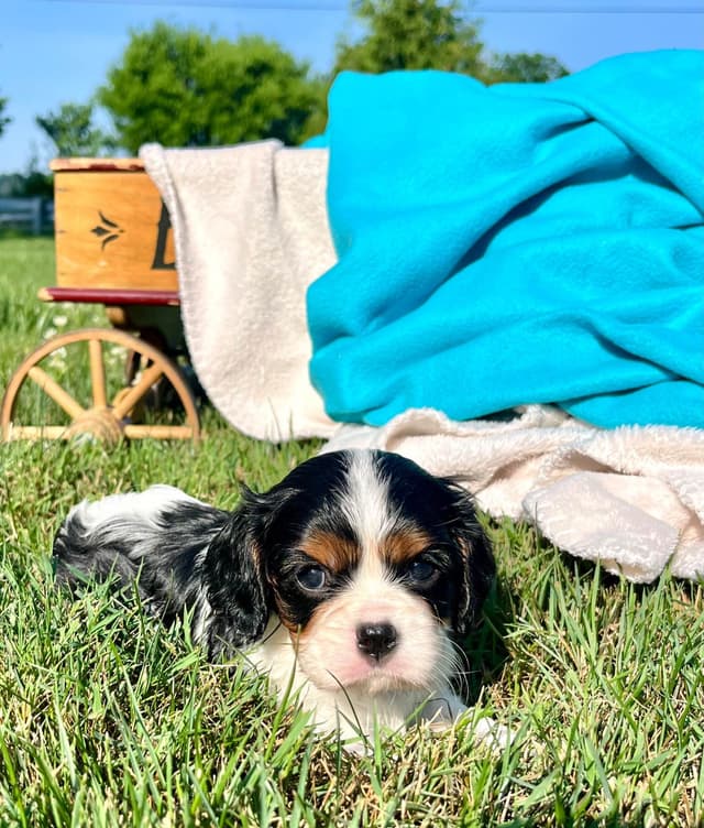 Beautiful 🐾Cavalier King Charles Spaniel Puppies❤️Text  717-929-8593 media 7