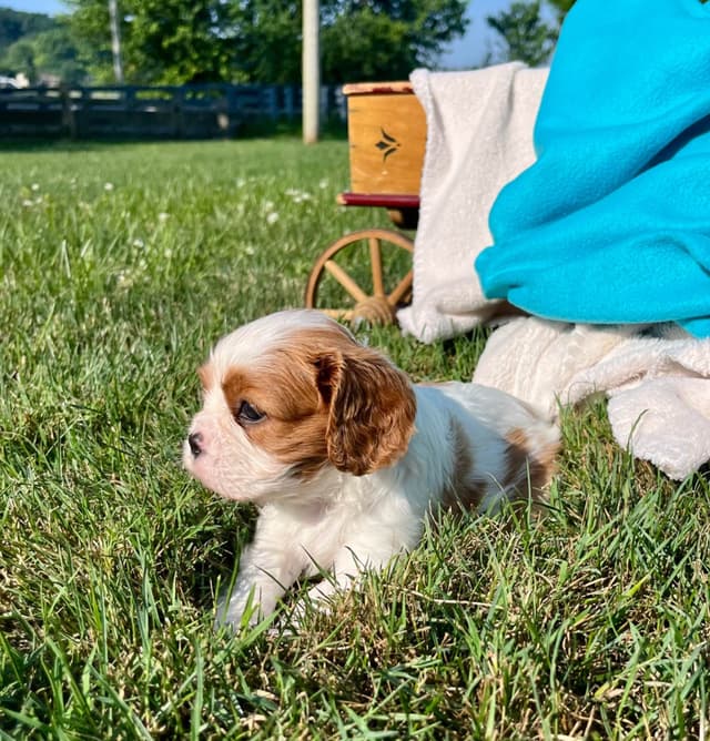 Beautiful 🐾Cavalier King Charles Spaniel Puppies❤️Text  717-929-8593 media 9