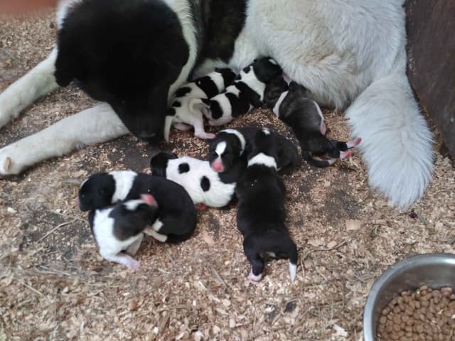 Akita Puppies media 2