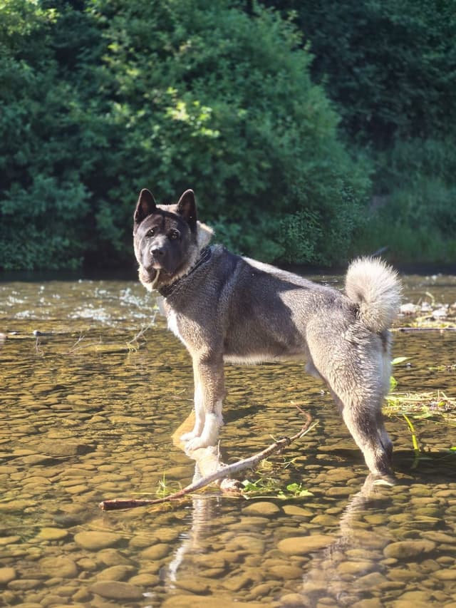 Akita Puppies media 4
