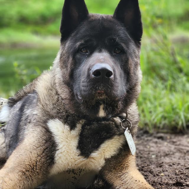 Akita Puppies media 5
