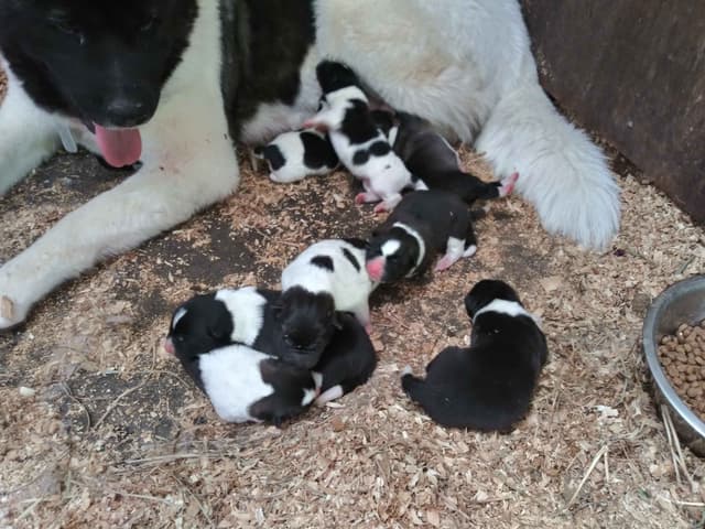 Akita Puppies media 3