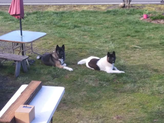 Akita Puppies media 6