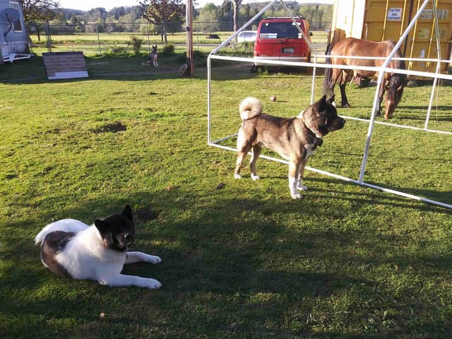 Akita Puppies media 7