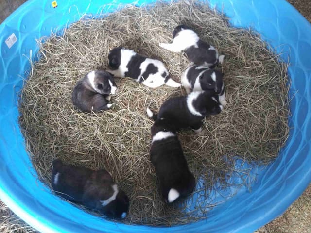 Akita Puppies media 9