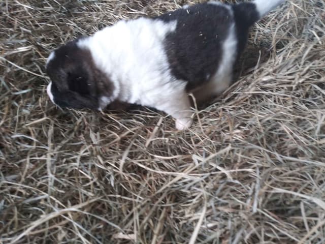 Akita Puppies media 8