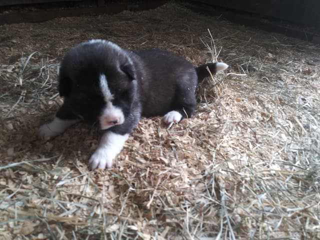 Akita Puppies media 11