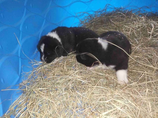 Akita Puppies media 12
