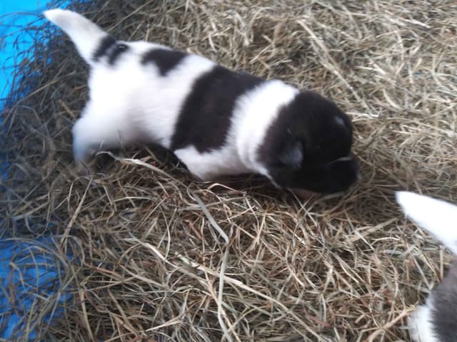 Akita Puppies media 14