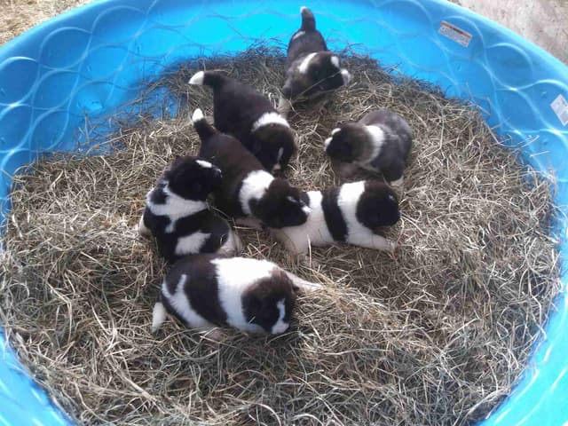 Akita Puppies media 16