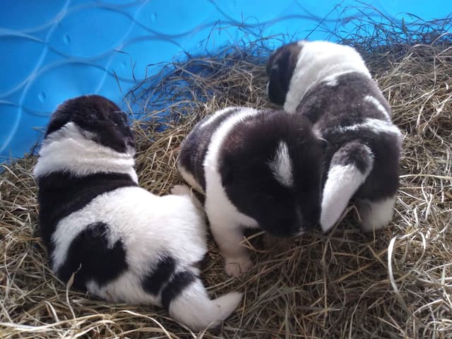 Akita Puppies media 15