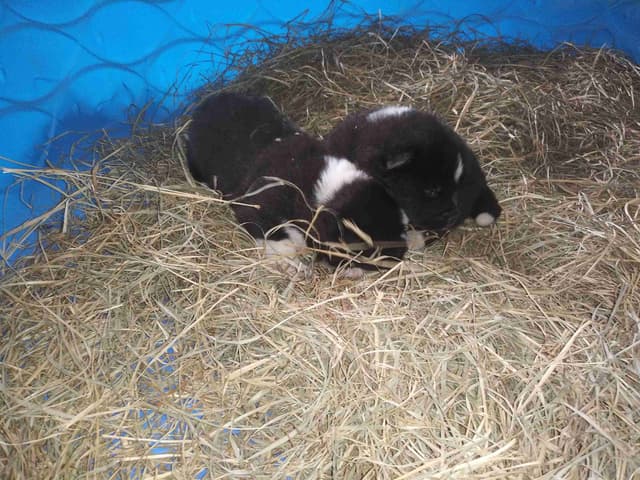 Akita Puppies media 17