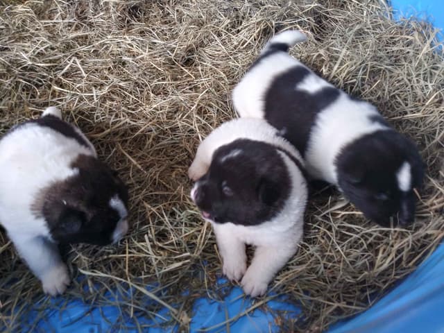 Akita Puppies media 19