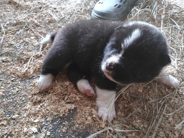 Akita Puppies media 20