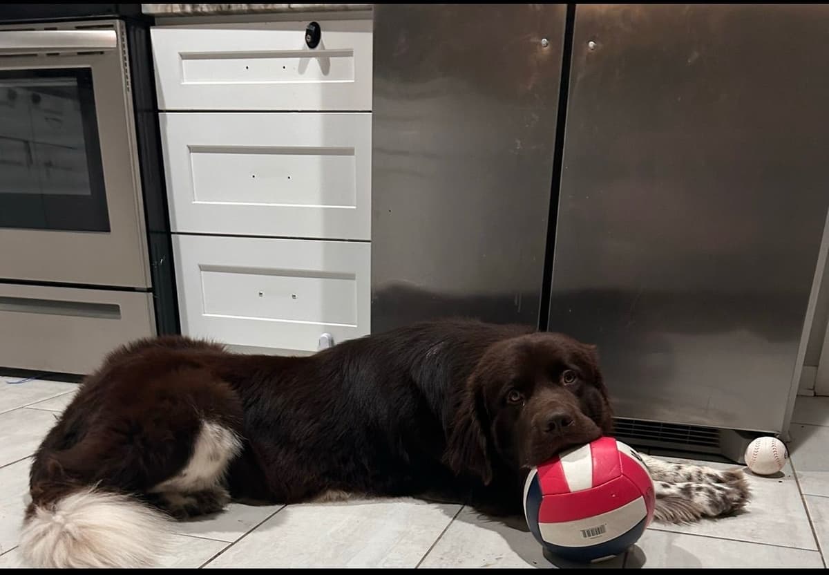 Newfoundland Puppies breeder image 3