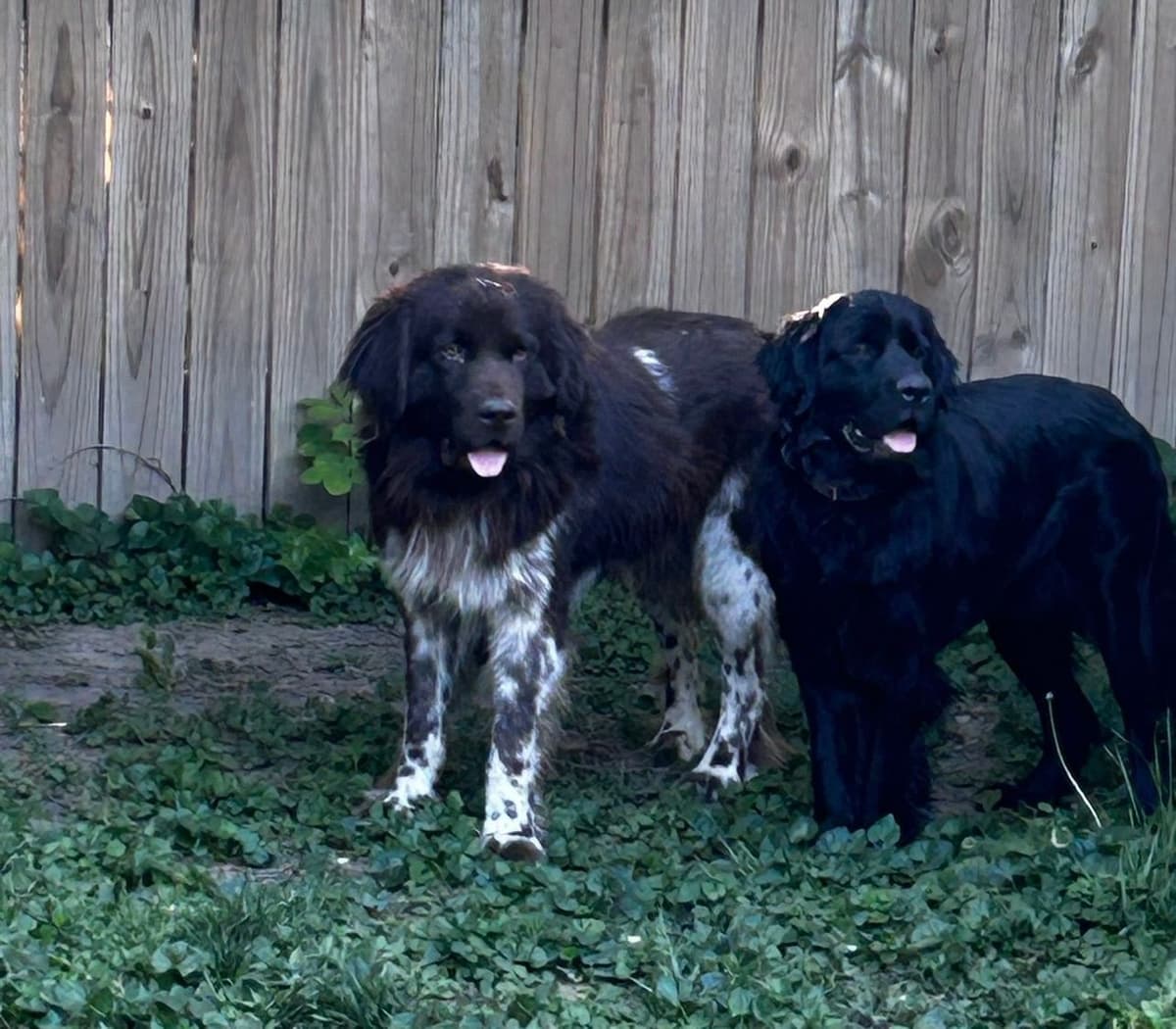 Newfoundland Puppies breeder image 2