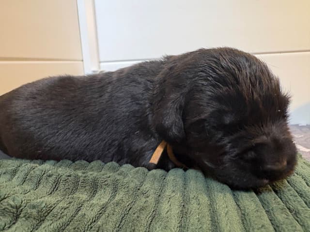 Newfoundland Puppies media 2